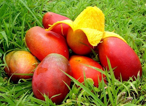 mango season