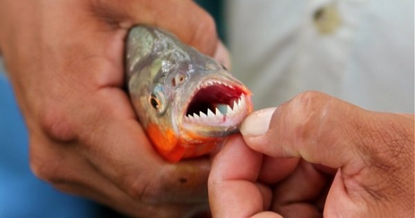 Footage Of Piranhas Feeding On Fresh Meat Is Scary And Fascinating At ...