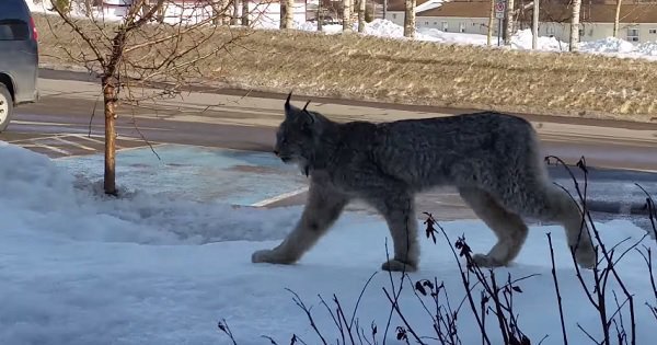 No Lady, This Wild Ferocious Canadian Lynx Does Not Respond To ‘Kitty