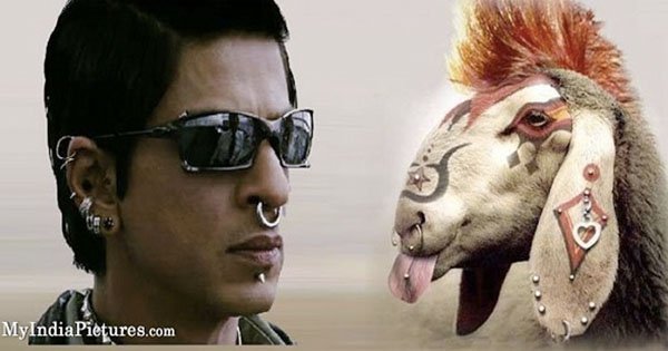 Image result for shahrukh goat raone